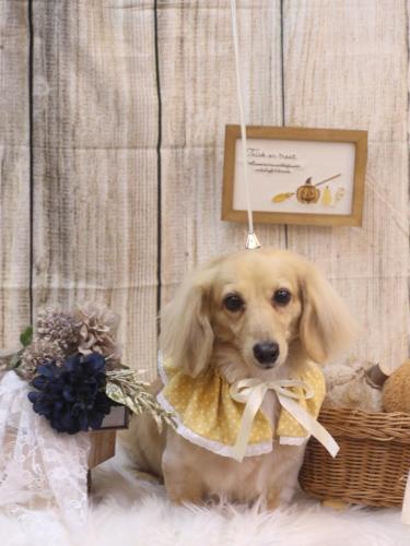 20241018こはるちゃん